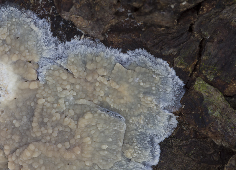 Radulomyces confluens